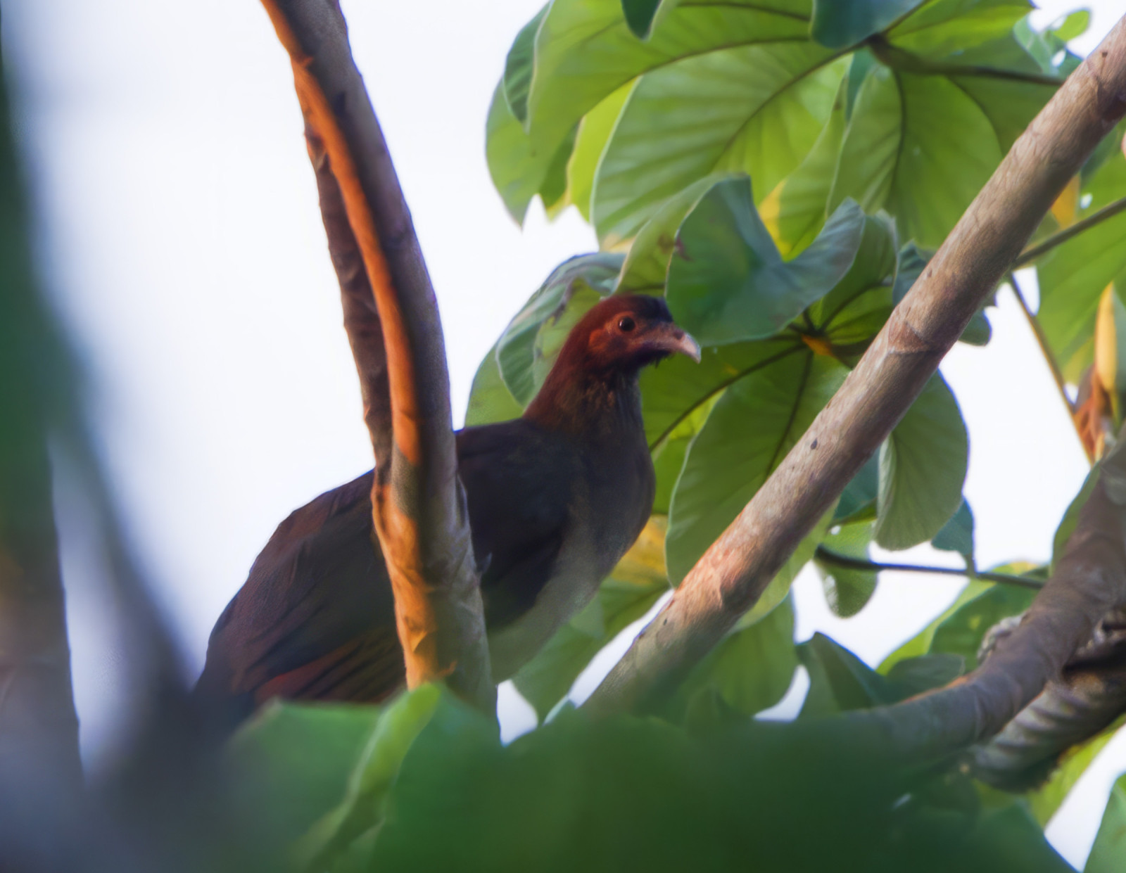 image Chestnut-winged Chachalaca